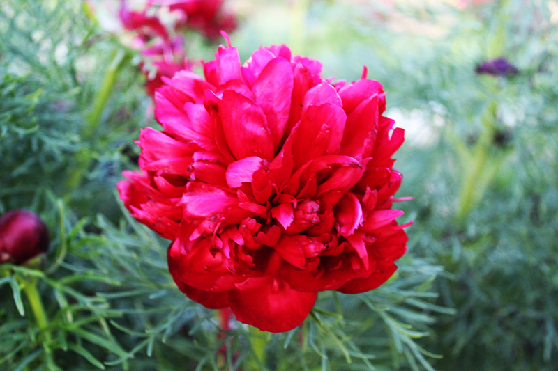 close up of a red peony