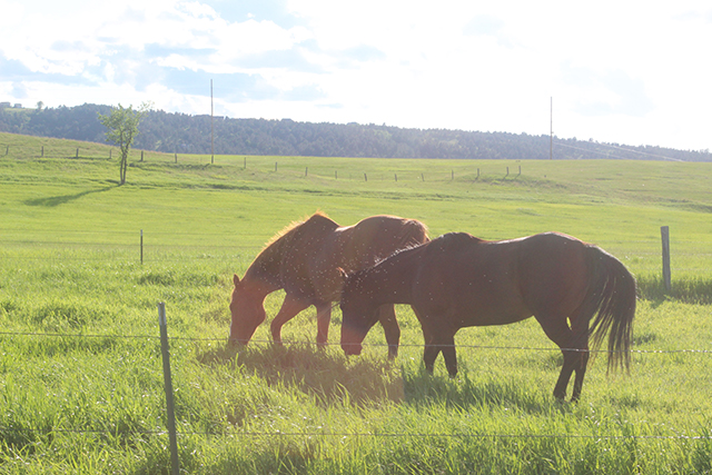 two horses grazing in a green pasture with light highlighting the small bugs