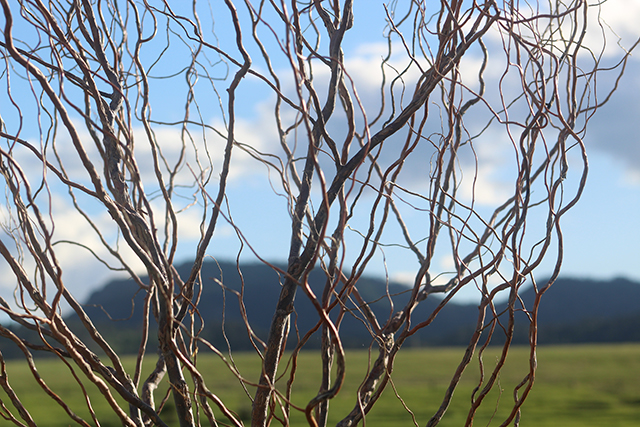main-column-photog-life-wavy-tree